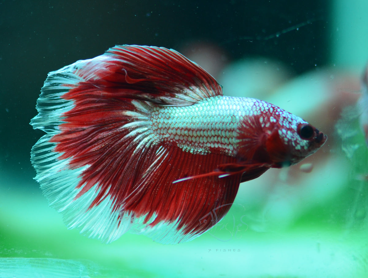 Copper Red Fancy Delta-tail Male