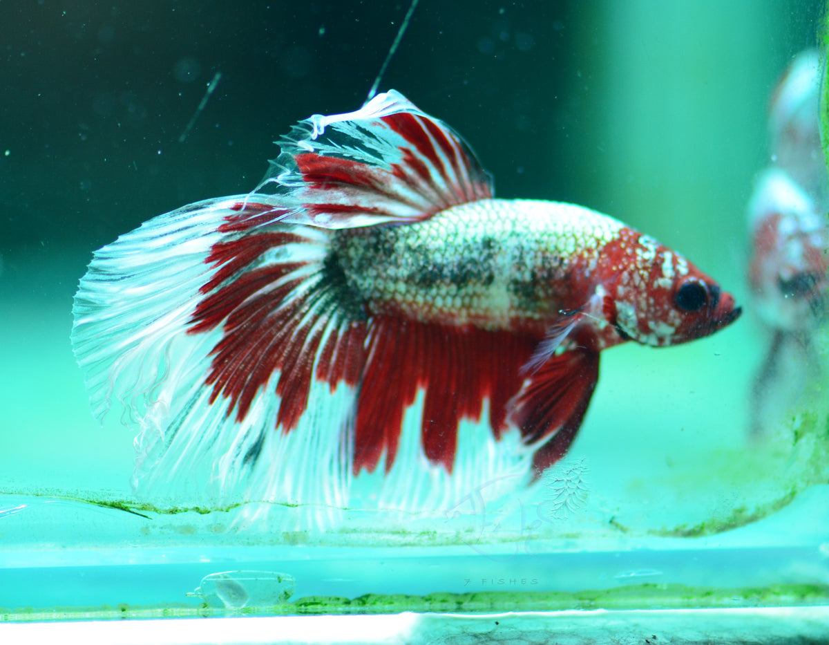 Copper Red Fancy Delta-tail Male