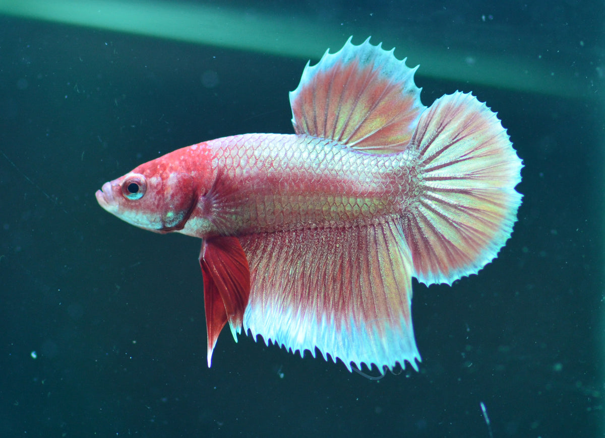 Rose Gold HMPK Male