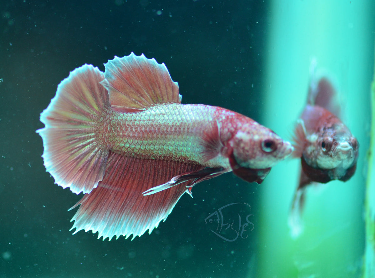 Rose Gold HMPK Male