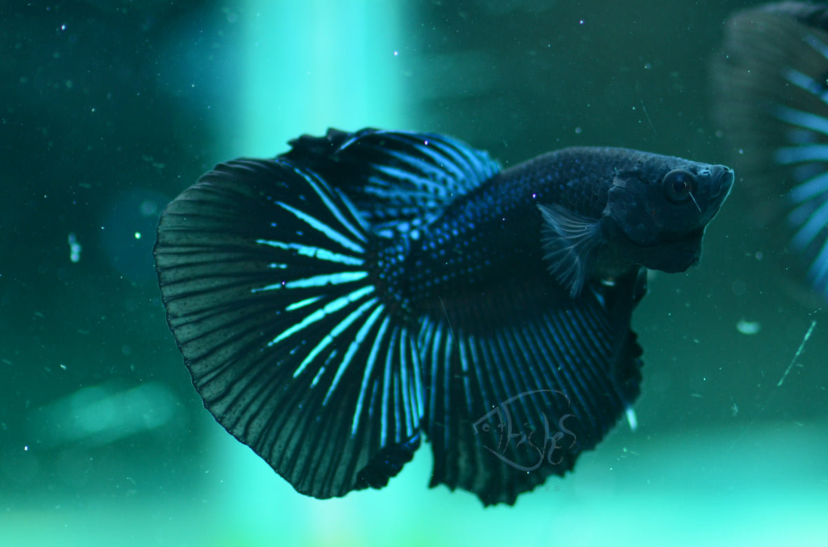 Blue Black Delta-tail Male