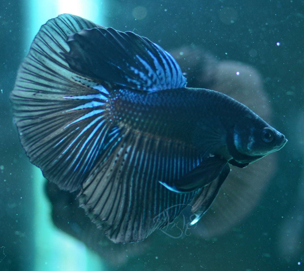 Blue Black Delta-tail Male