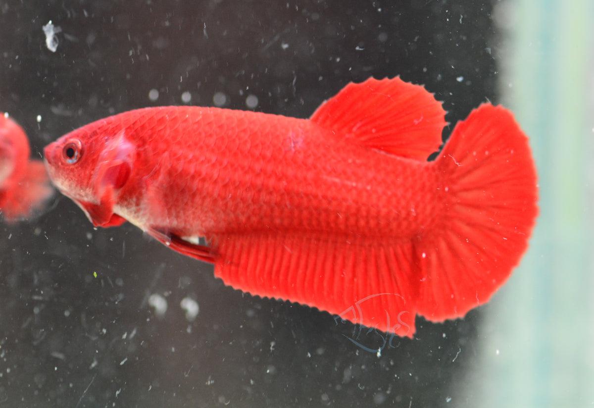 Red HMPK Female