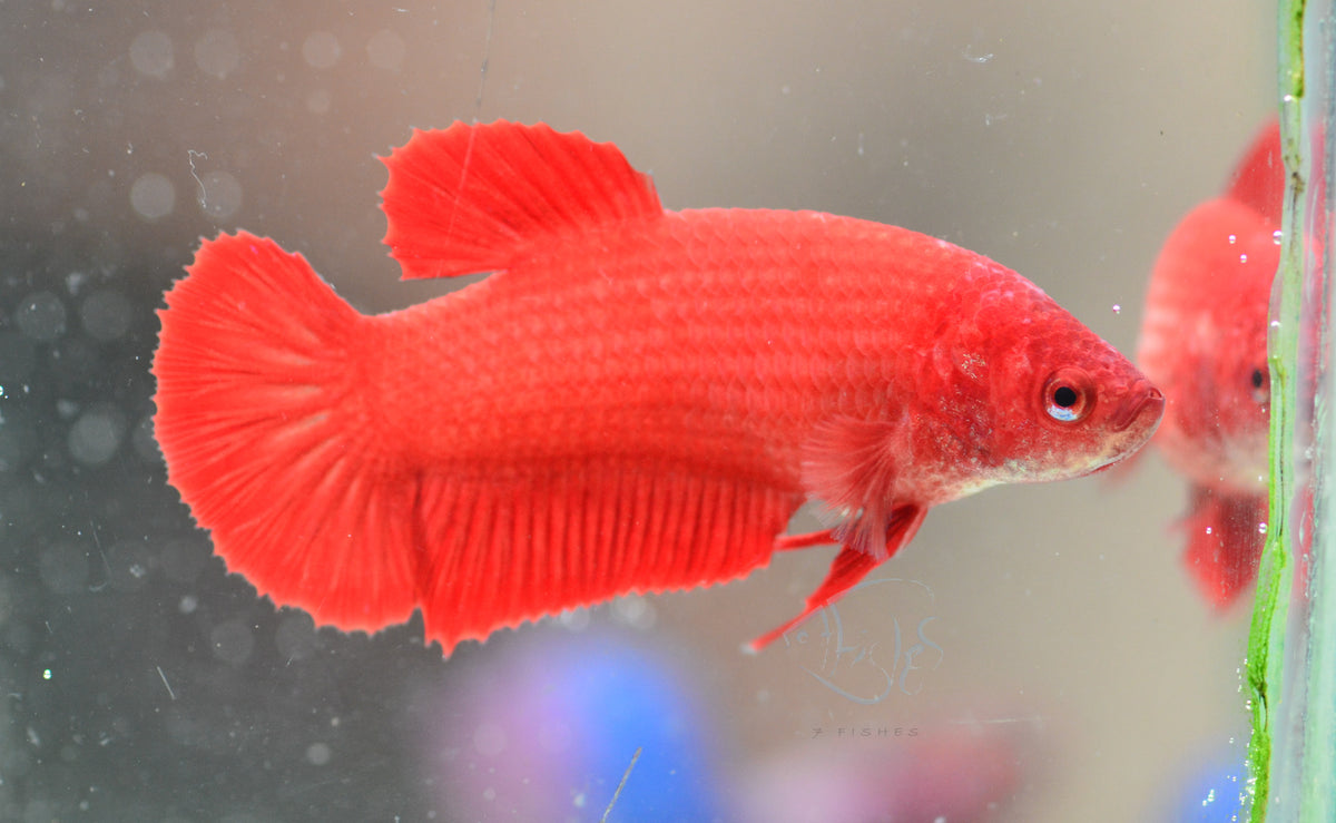 Red HMPK Female