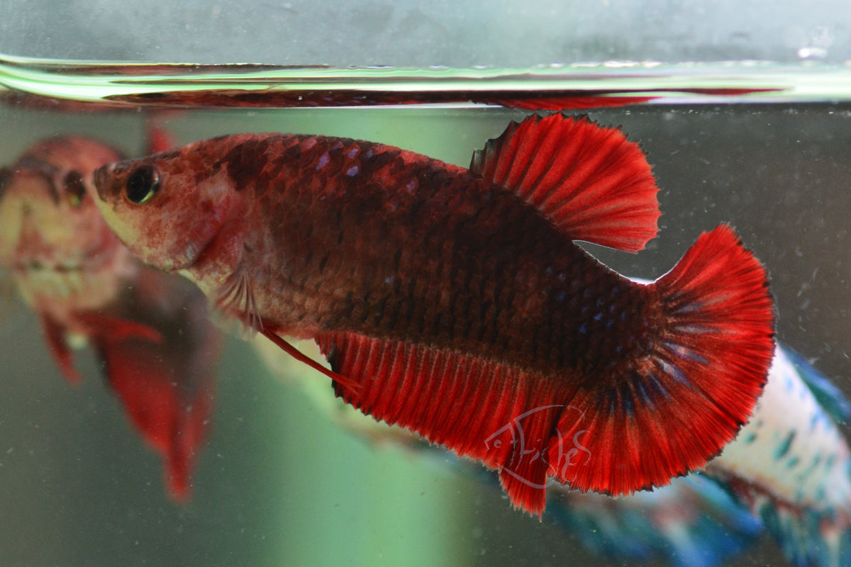 Red Black HMPK Female