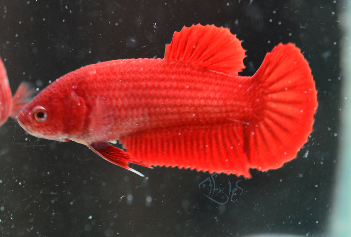 Red HMPK Female