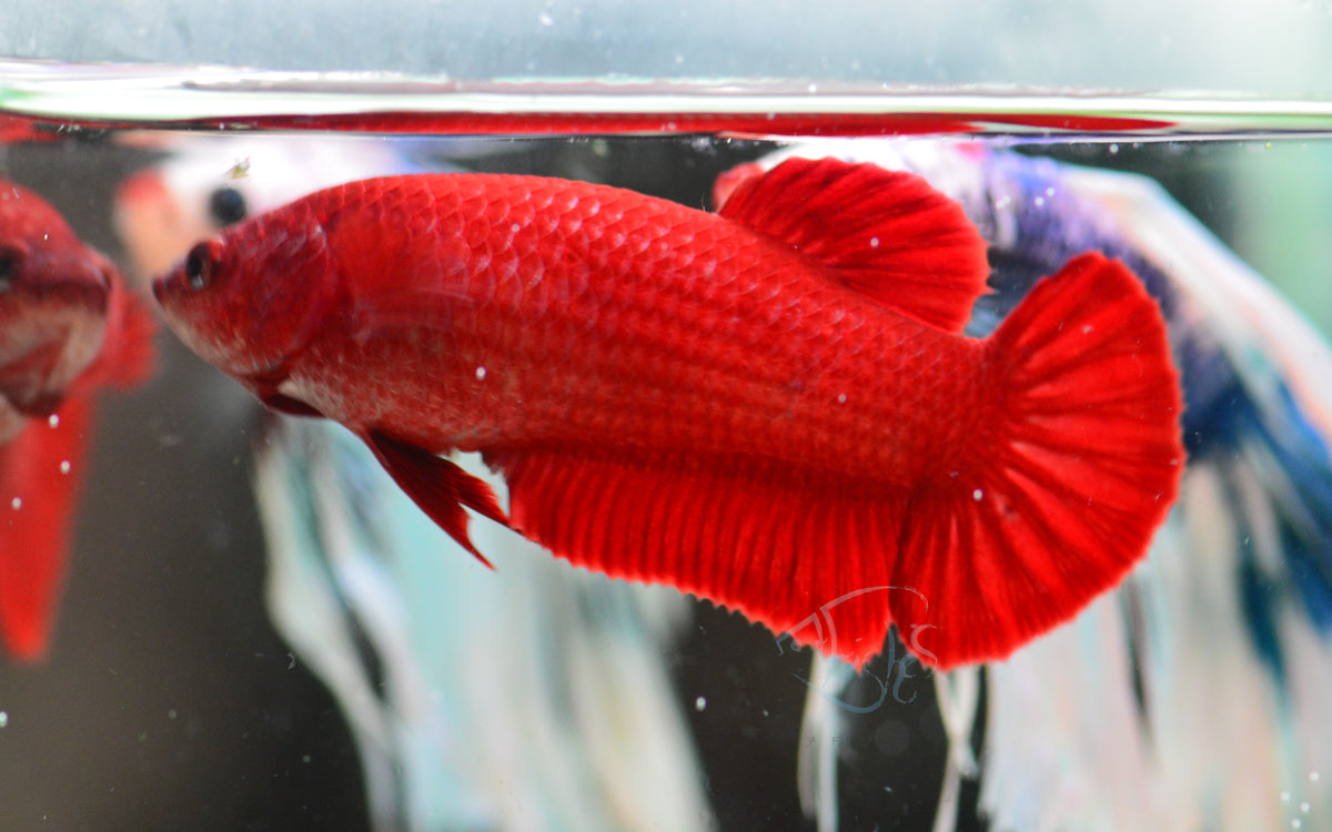 Red Painted HMPK Female