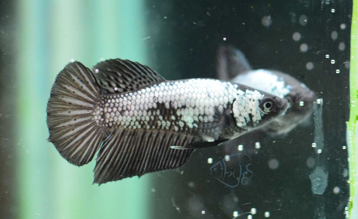 Black Samurai HMPK Female