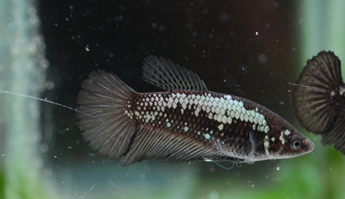 Black Samurai HMPK Female