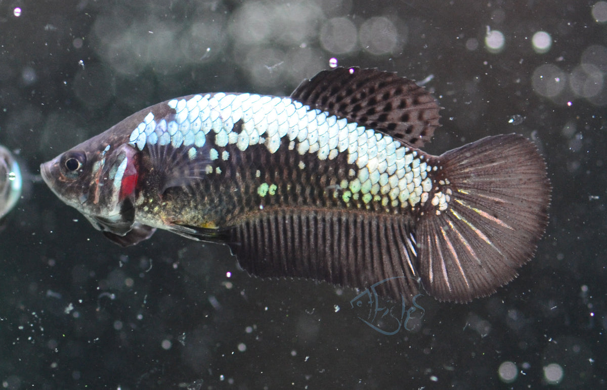 Black Samurai HMPK Female