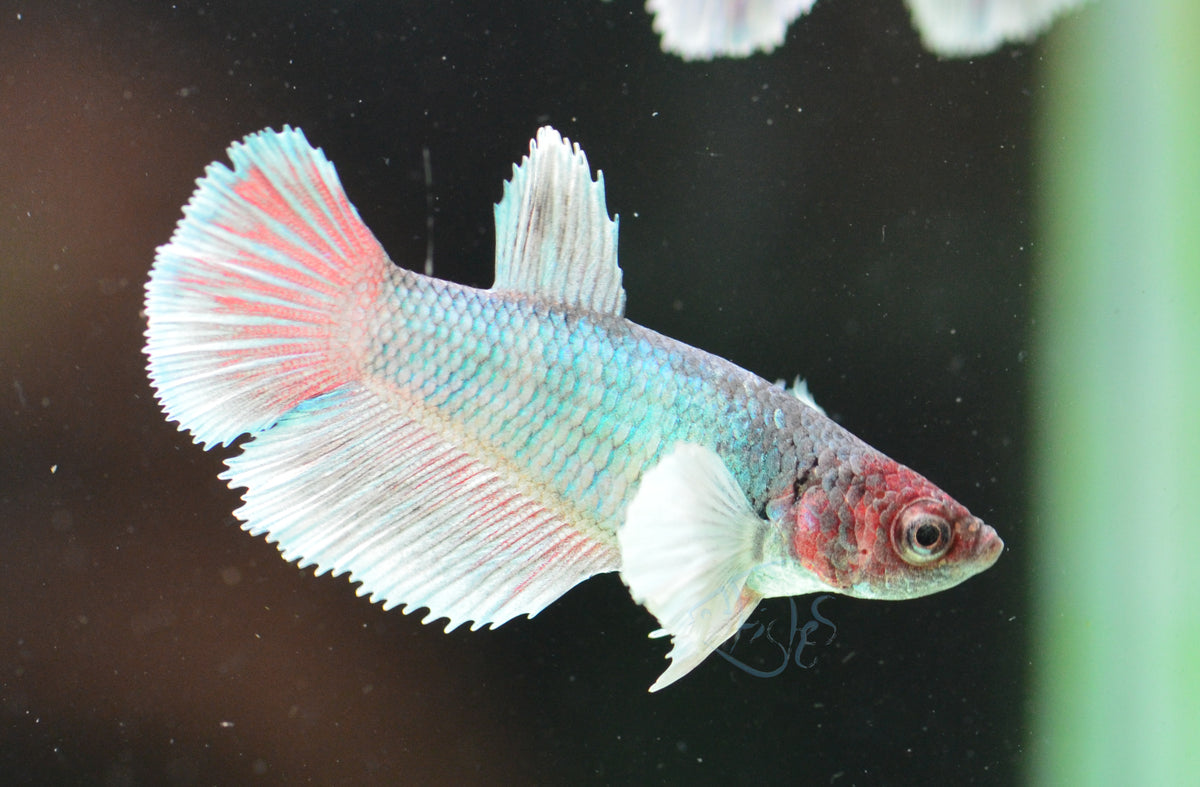 Lavender Dumbo Delta-tail Female