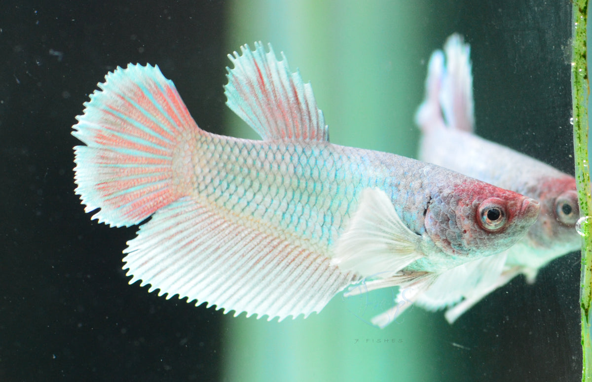 Lavender Dumbo Delta-tail Female
