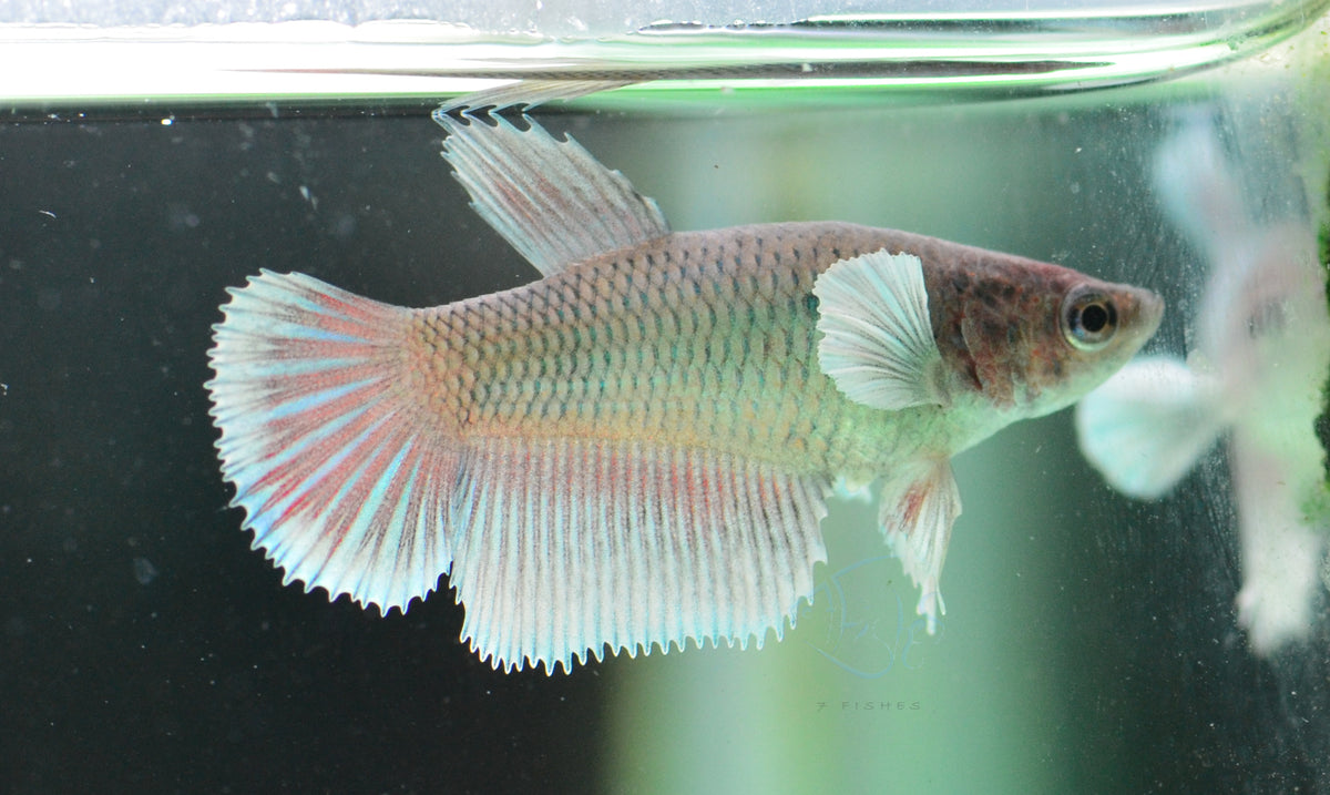 Lavender Dumbo Delta-tail Female