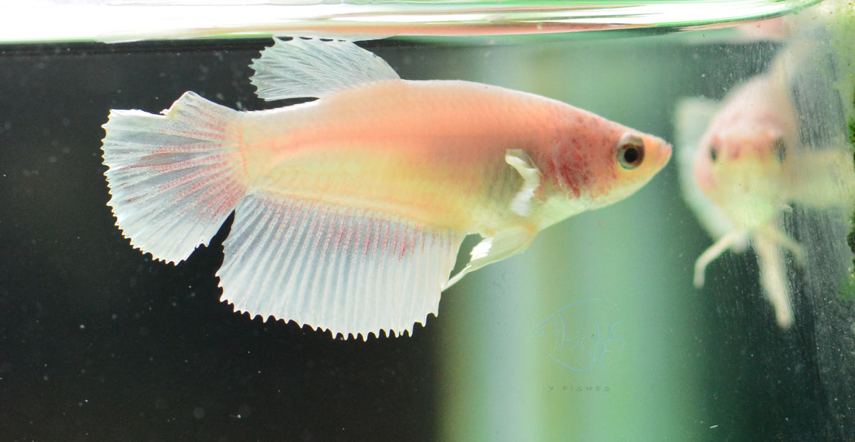 Pastel White Dumbo Delta-tail Female