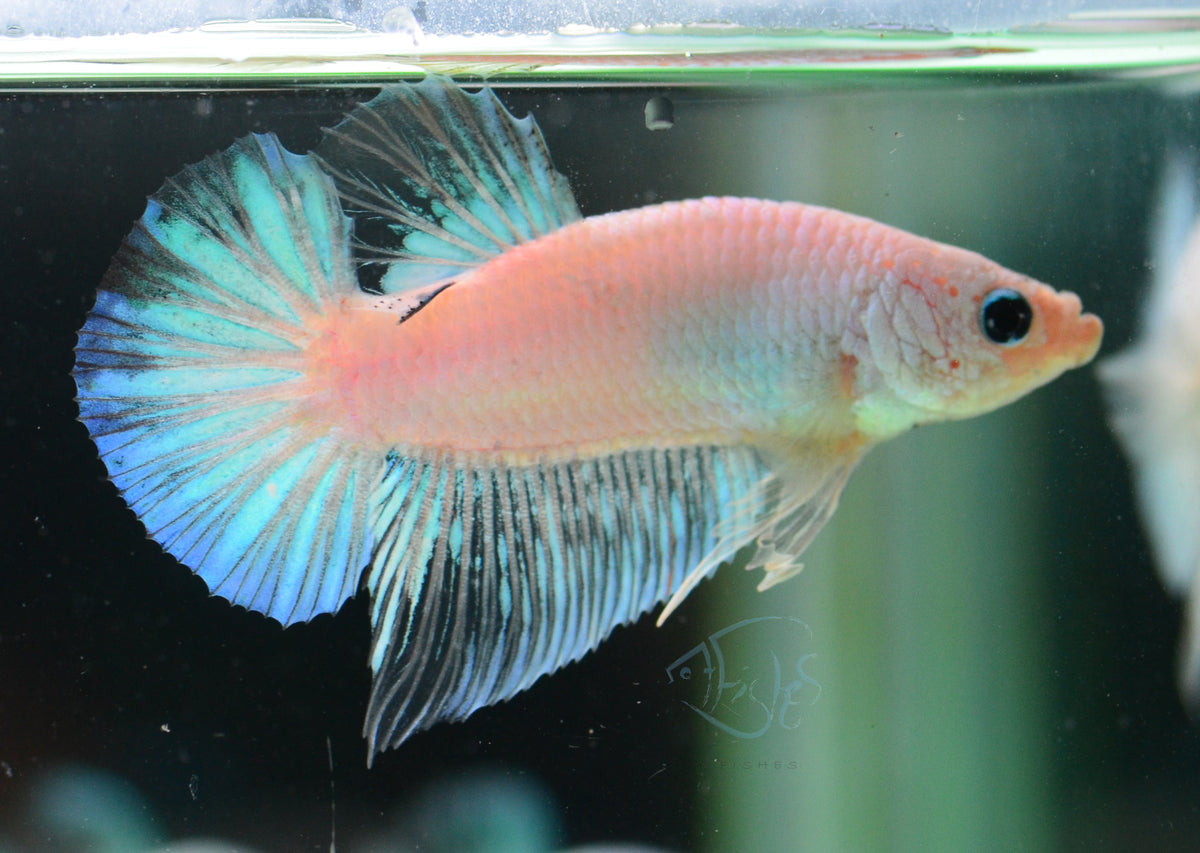 Opal HMPK Male