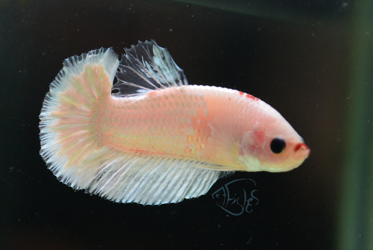 Opal HMPK Male