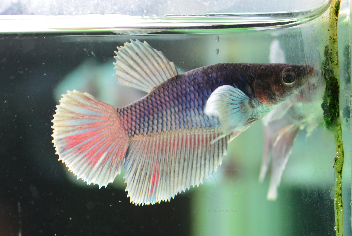 Lavender Dumbo Delta-tail Female