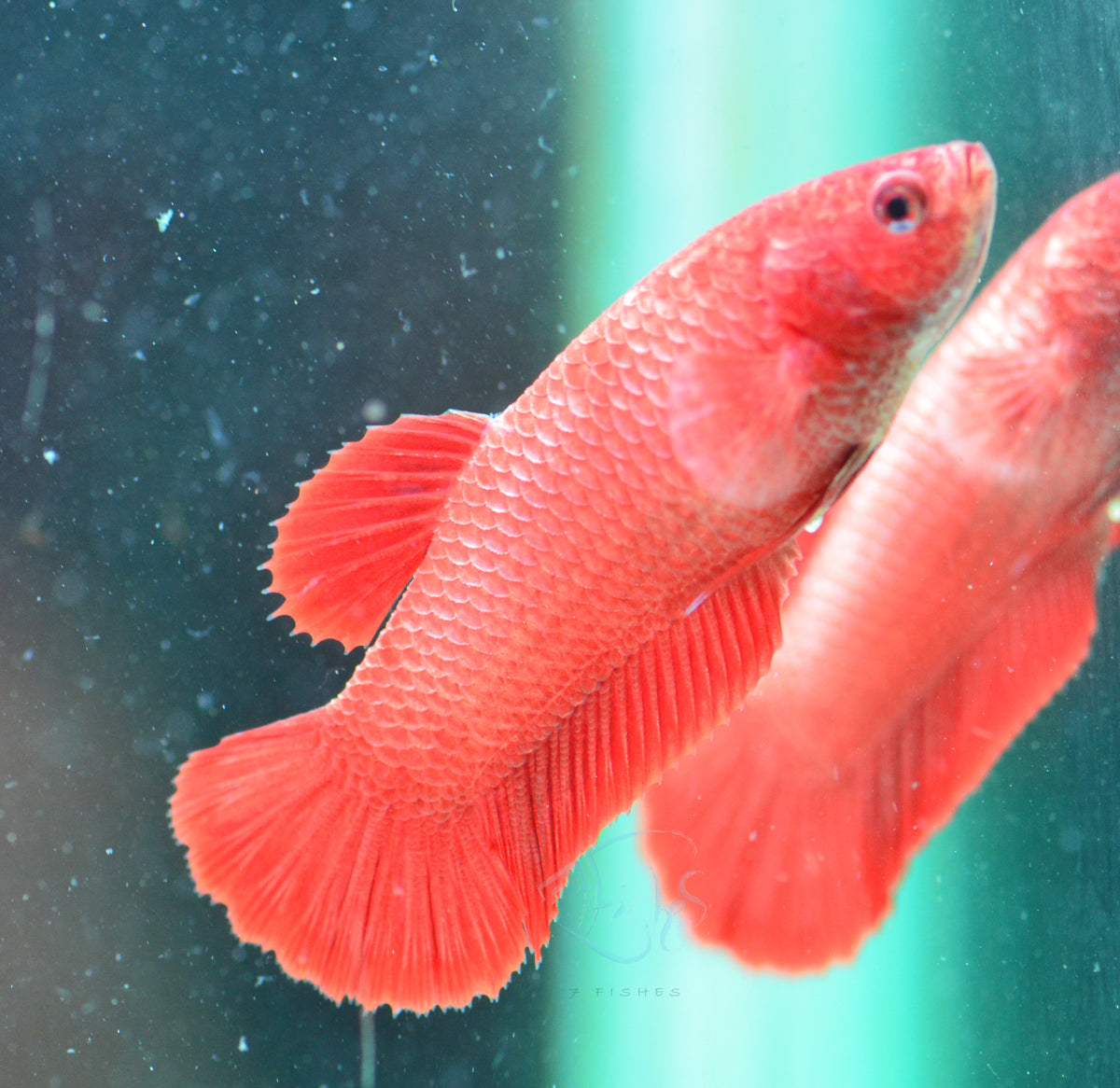 Red HMPK Female