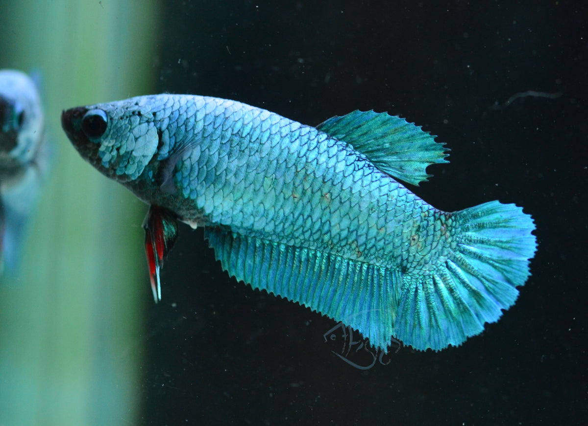 Turquoise HMPK Female