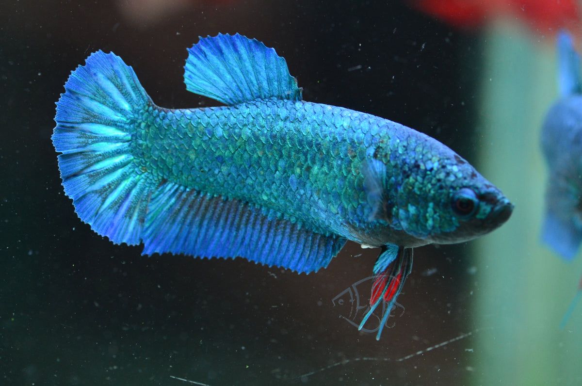 Turquoise HMPK Female