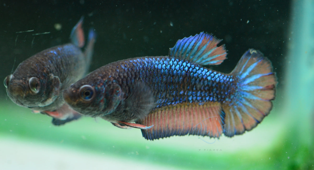 Mustard HMPK Female