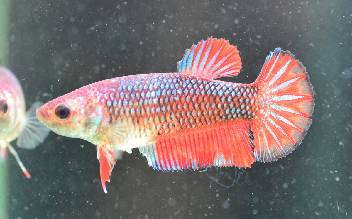 Red Fancy HMPK Female