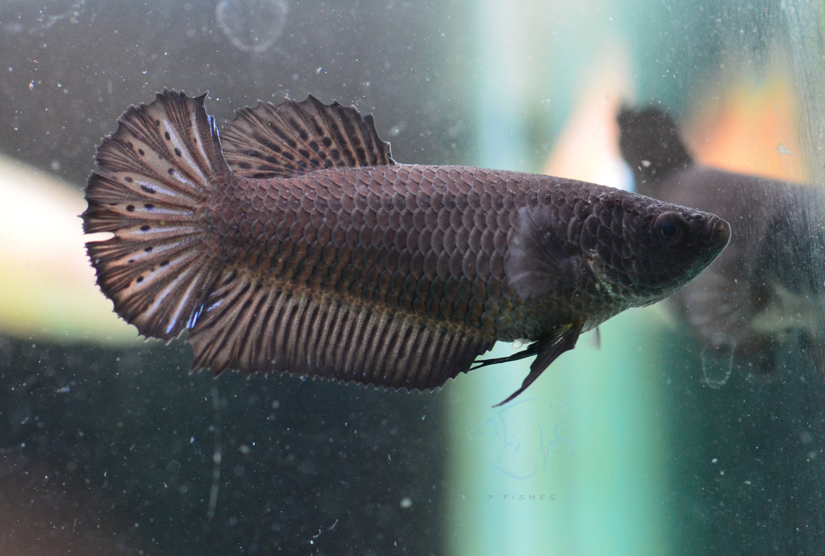 Black HMPK Female