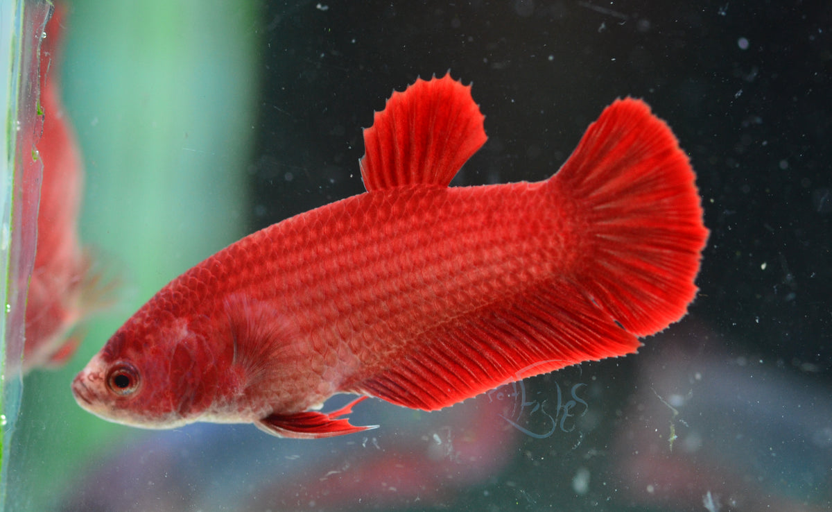 Red HMPK Female