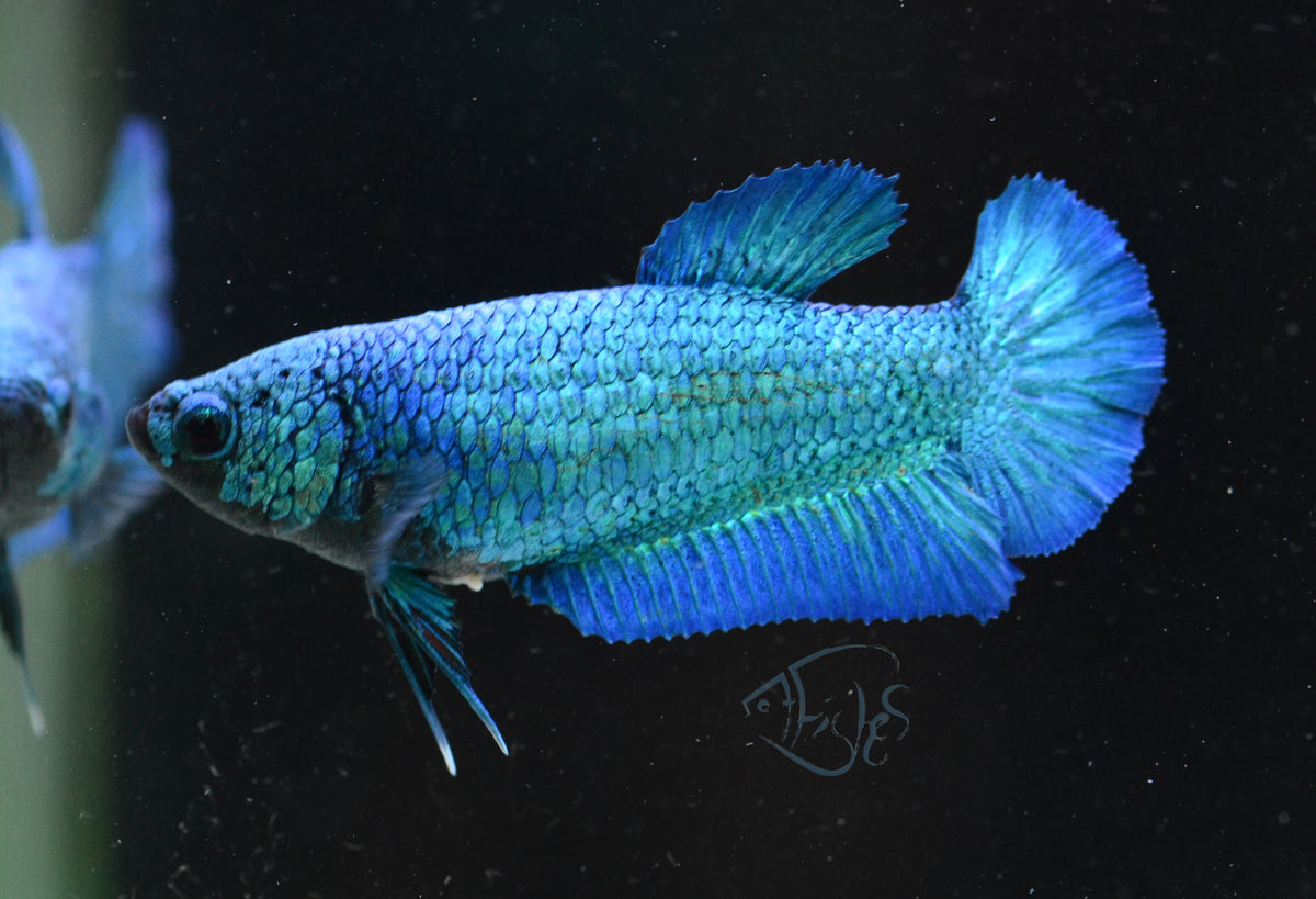 Turquoise HMPK Female
