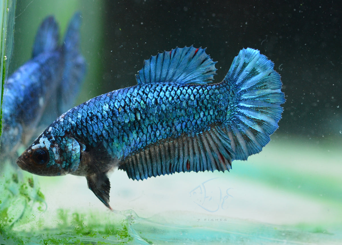 Turquoise HMPK Female