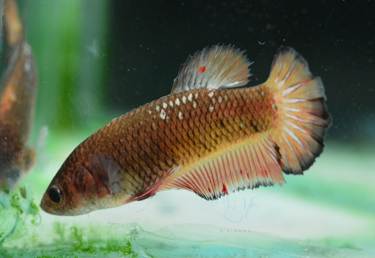 Mustard HMPK Female