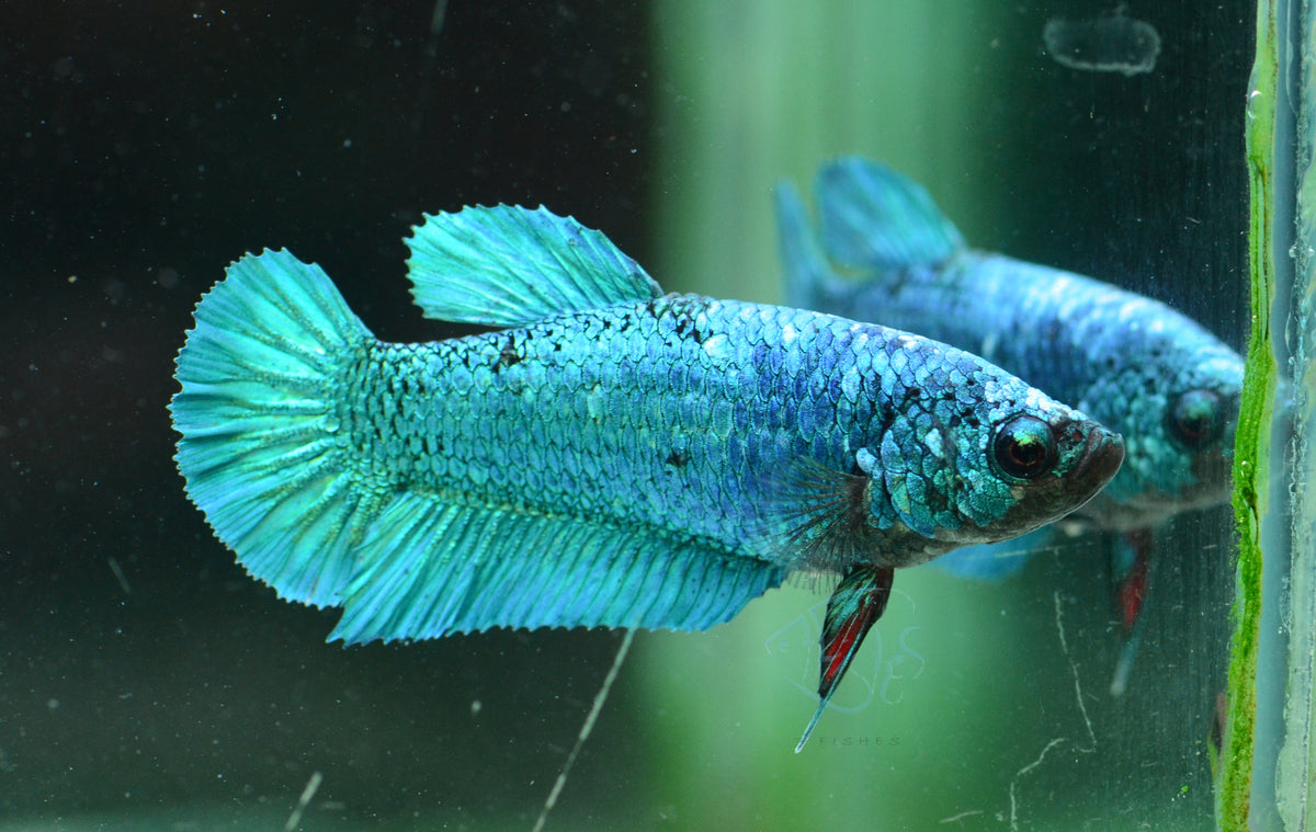 Turquoise HMPK Female