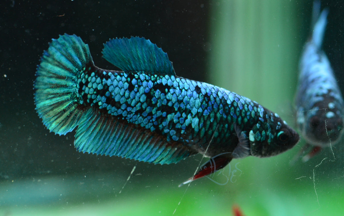 Avatar HMPK Female