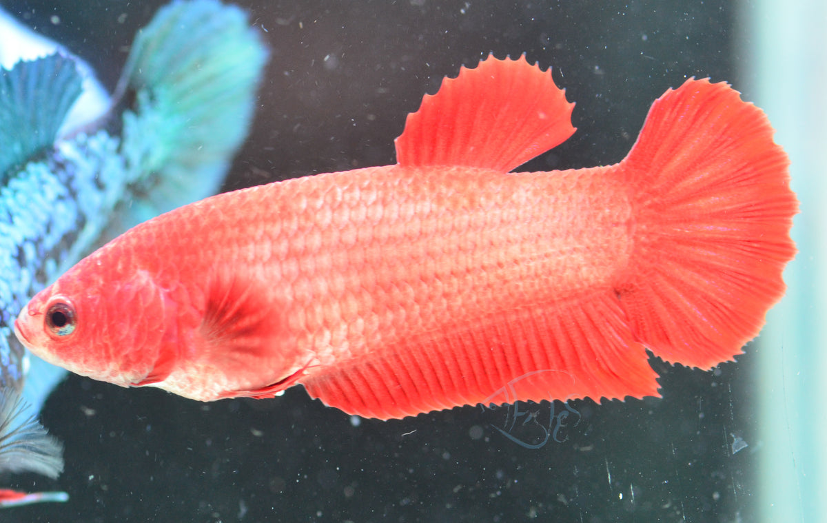 Red HMPK Female