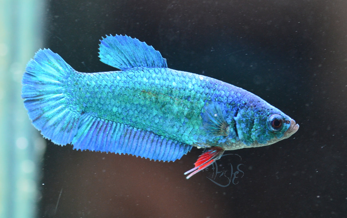 Turquoise HMPK Female