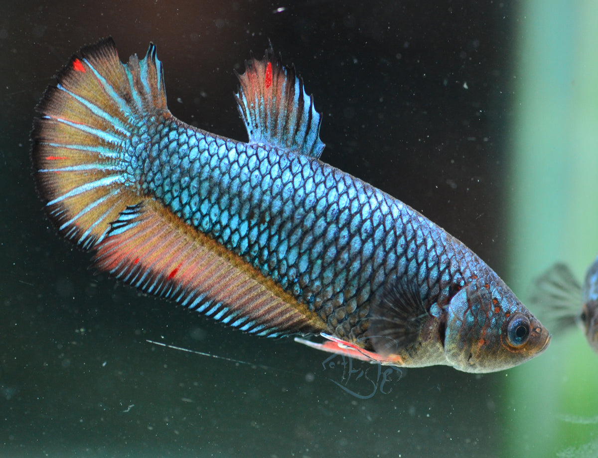 Mustard HMPK Female