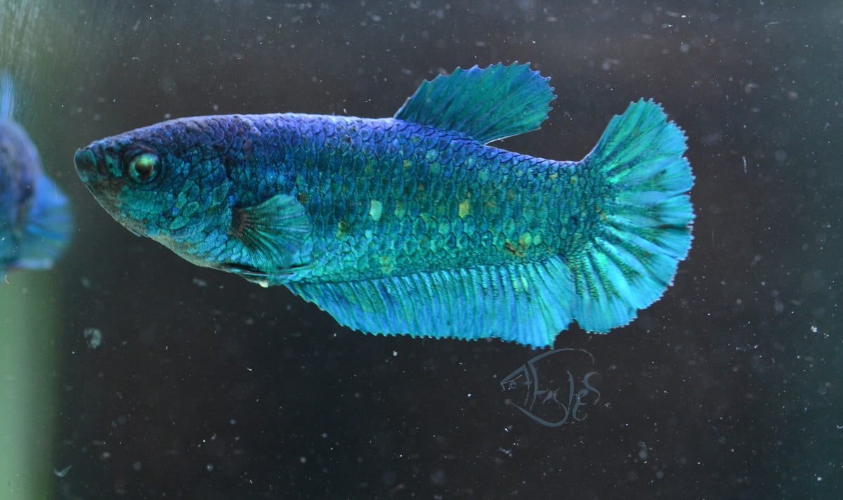 Turquoise HMPK Female