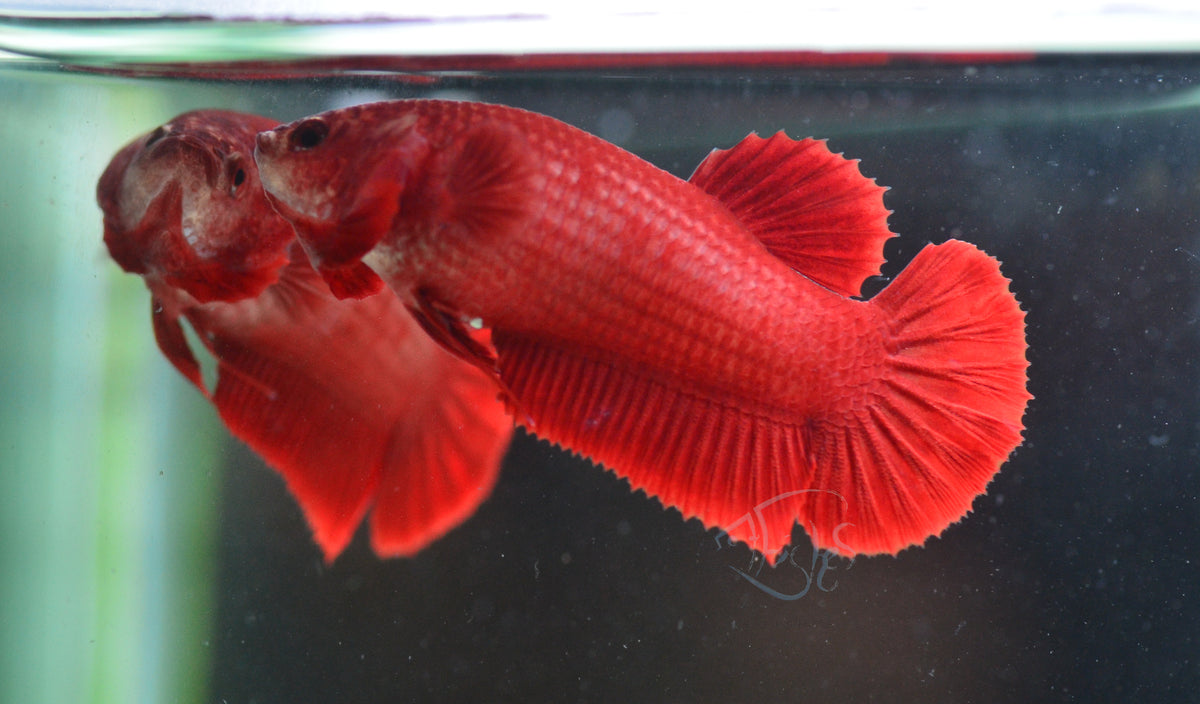Red HMPK Female