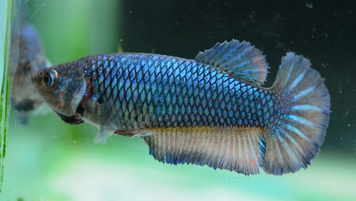 Mustard HMPK Female