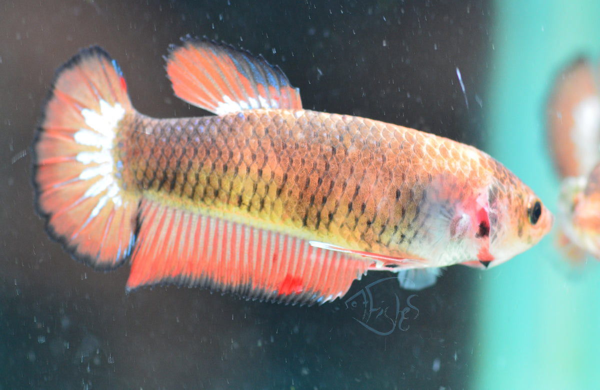Orange Fancy HMPK Female