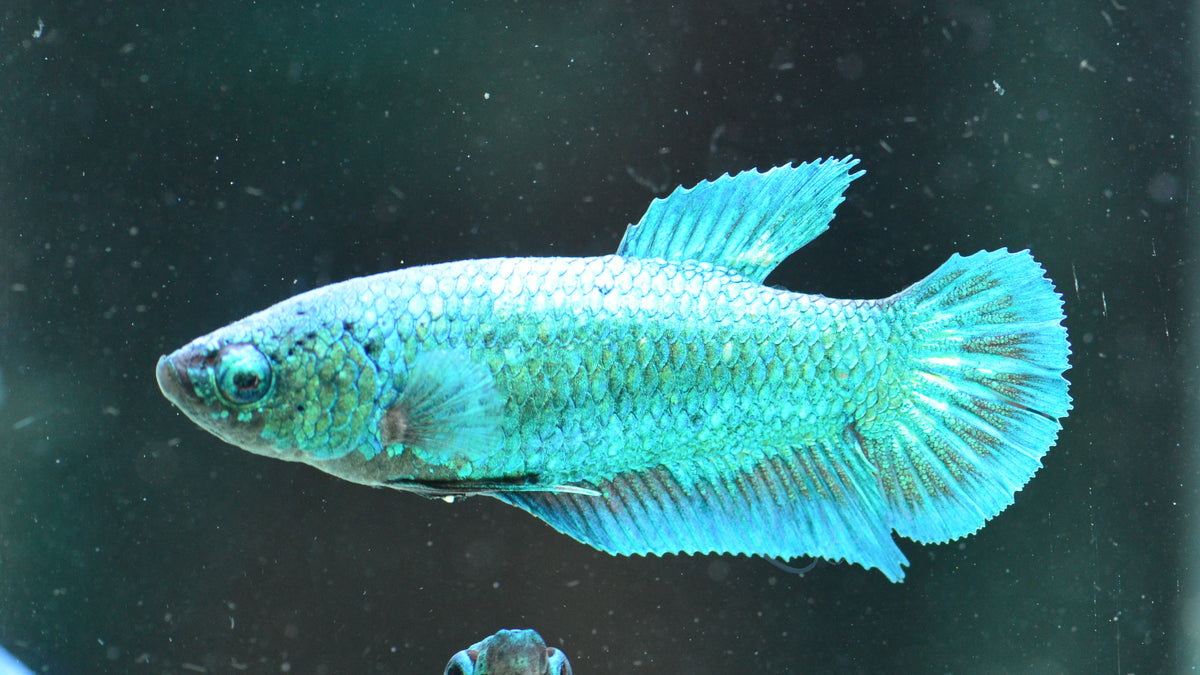 Turquoise HMPK Female