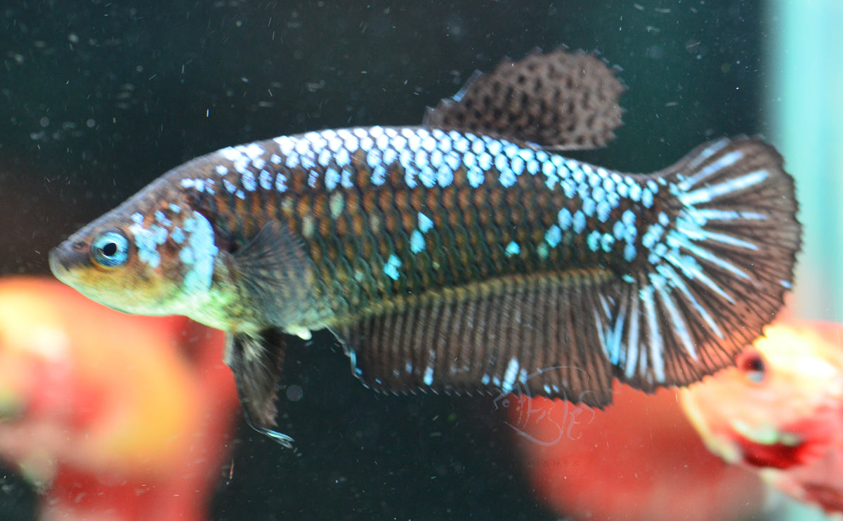 Blue Samurai  HMPK Female