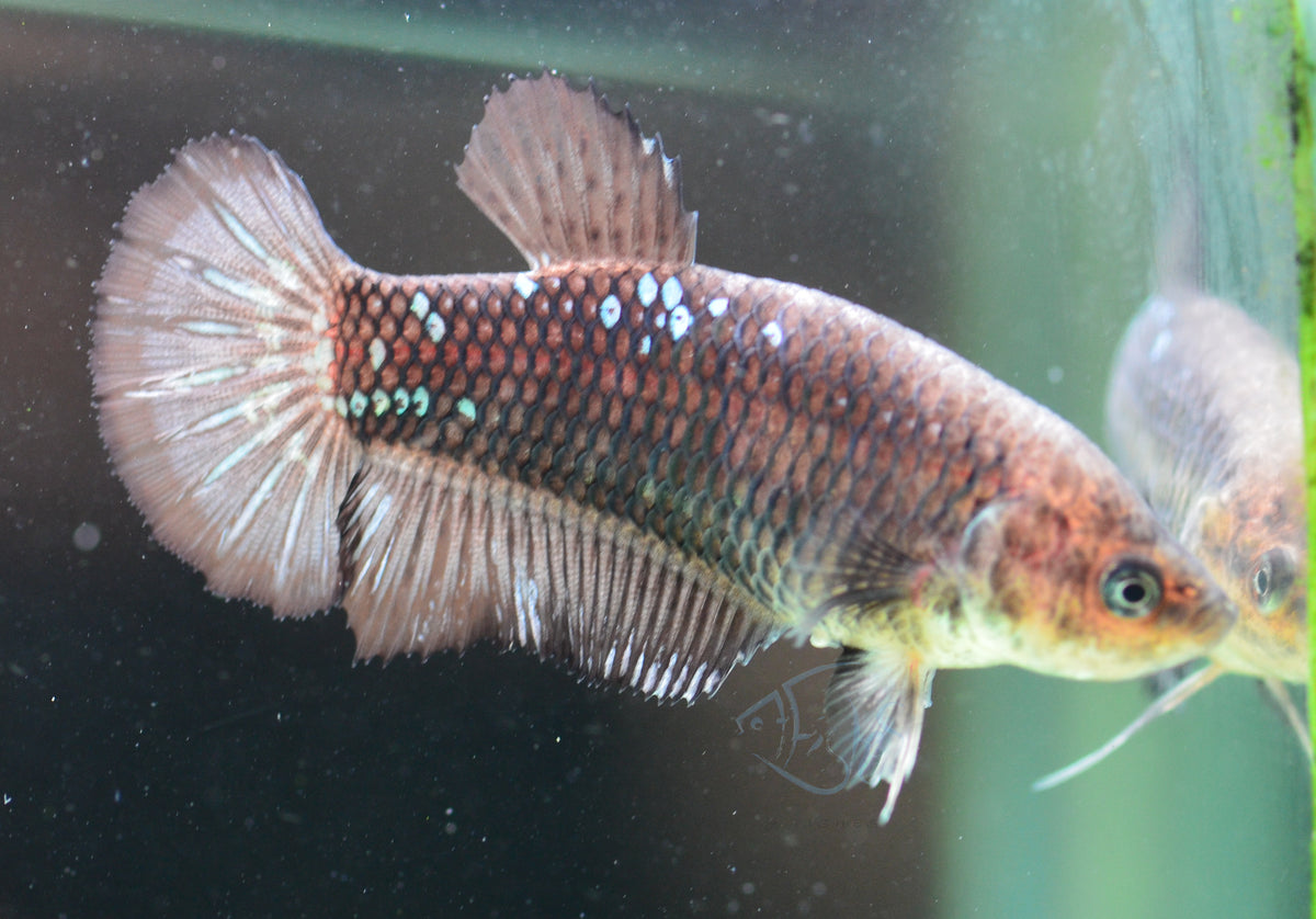 Black Fancy HMPK Female