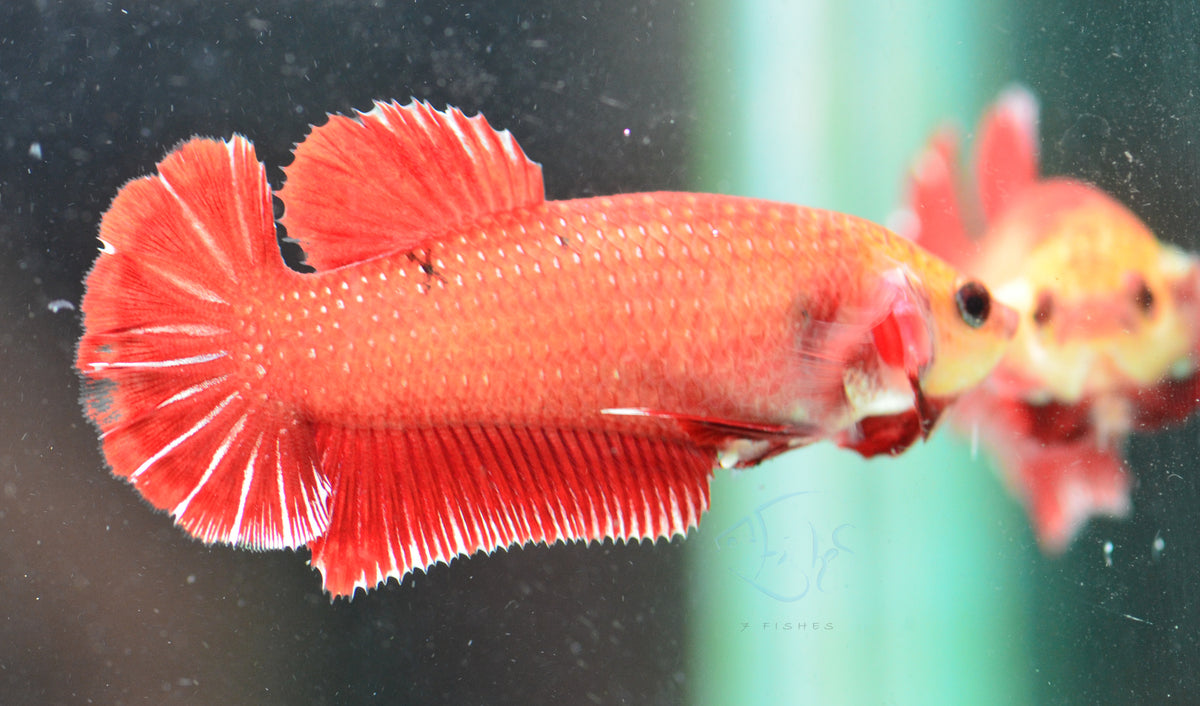 Red HMPK Female
