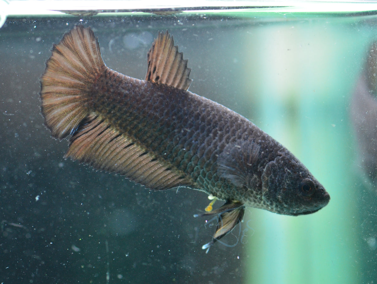 Black HMPK Female