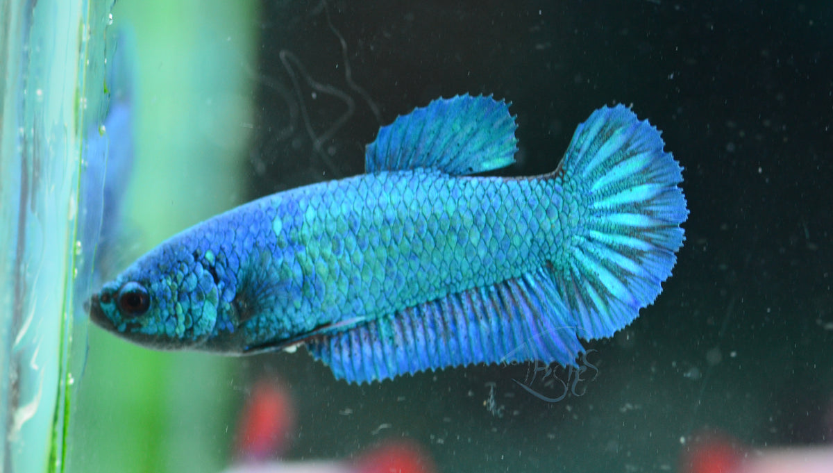 Turquoise HMPK Female