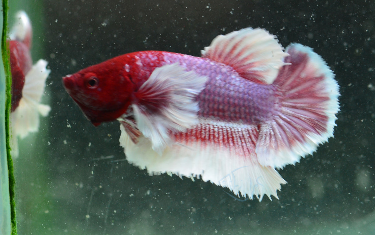 Lavender Dumbo HMPK Male