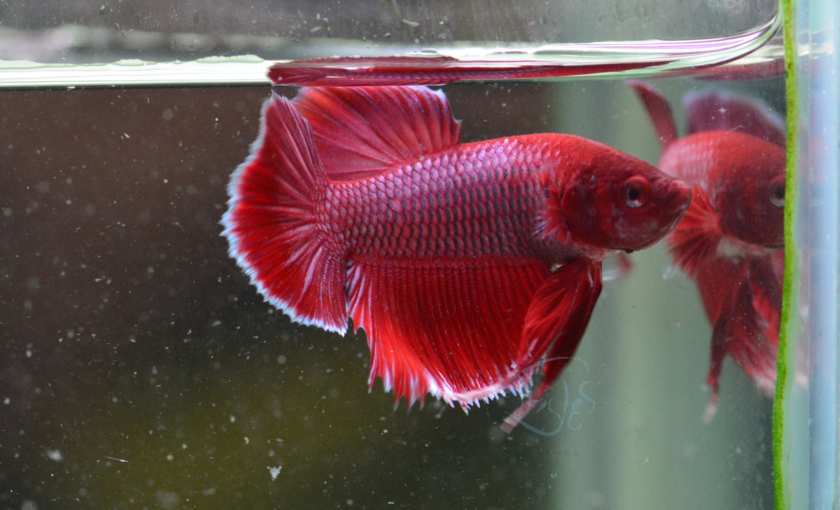 Red Purple HMPK Male