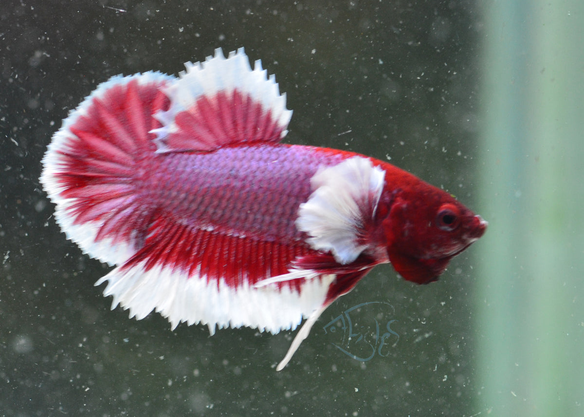 Lavender Dumbo HMPK Male