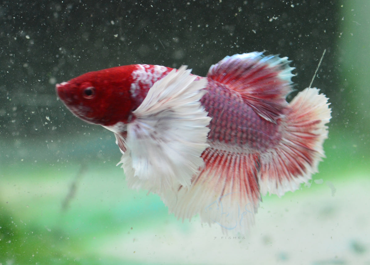 Lavender Dumbo HMPK Male